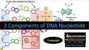 dna nucleotide