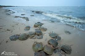 How To See A Zillion Horseshoe Crabs Spawning In The