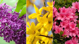 10 Popular Spring Flowers Petal Talk