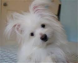 Look at pictures of maltese puppies who need a home. Maltipom Dog Breed Information And Pictures
