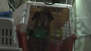 Rescue Animals From Afghanistan Arrive