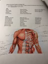 The pectoral muscle covers your rib cage, connects to the collarbone, and connects to the breastbone and the cartilage of several ribs. Muscle Chest Anatomy Anatomy Drawing Diagram