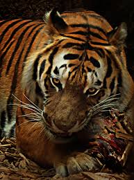 brown and black tiger free stock photo