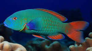 pictures of parrot fish background