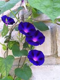 As far as i'm aware, morning glory loves the the sun and really needs. 110 Morning Glory Flowers Ideas Morning Glory Flowers Morning Glory Flowers