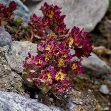 Saxifraga biflora (Two-flowered Saxifrage) - The Alpine Flora of ...