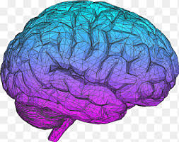 The Aesthetic Brain: How We Evolved to Desire Beauty and Enjoy Art Mind  Aesthetics, Brain, purple, people png | PNGEgg