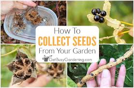 How To Harvest Collect Seeds From