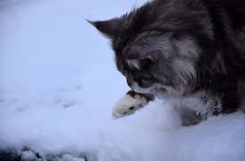 Cats 101 the 5 tabby cat patterns few things are more frustrating and irritating for humans than the common cold. Do Cats Feel The Cold