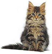 Our email has changed for now. Arlington Va Maine Coon Meet Bourbon A Pet For Adoption