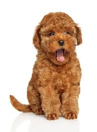 toy poodle puppy on a white background