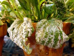 Two Common Houseplant Diseases