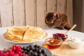 Dairy that are safe for cats. Human Food Cats Can Eat 44 Best Products Listed