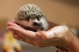 856 hedgehog pet for sale products are offered for sale by suppliers on alibaba.com, of which interactive toys accounts for 1%, stuffed & plush animal accounts for 1%, and chew toys. Don T Kiss Your Pet Hedgehogs C D C Warns The New York Times