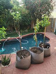 Growing Fruit Trees In A Small Garden