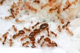 all about ants brainy superwomen of