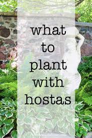 Hosta Companion Plants What To Plant