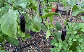 how to grow eggplant growing in the
