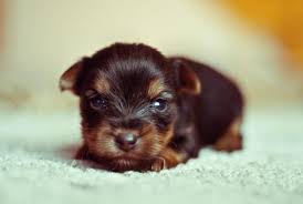 In each stage they have different behaviours and usually is a newborn yorkie puppy cannot support their own weight until they are approximately 15 days old and in preparation for standing and walking they. Caring For Puppies From Age 1 8 Weeks Newborn Puppies Yorkshire Terrier Puppies Terrier Puppies