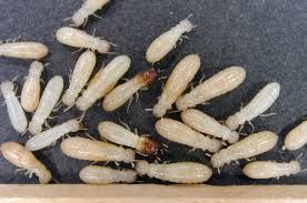 10 ways to kill termites naturally that