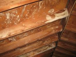 White Substance On Attic Rafters