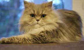 Pemilihan kandang kucing anggora kandang yang kita perlukan kisaran 2×2×2m atau 2×1×2m agar si kucing tidak sulit bergerak dan bisa bermain di dalam kandang. Update Daftar Harga Kucing Persia Semua Jenis 2021