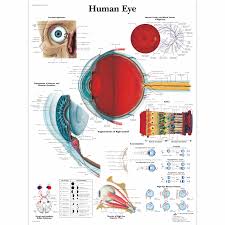 Human Eye Chart