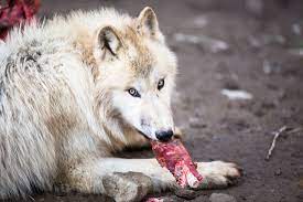 Britse wandelaarster (63) opgegeten door wolven in Griekenland | Het  Nieuwsblad Mobile