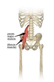 See how all sharpness disappears? The Psoas Muscle Where It Attaches And Its Function Yoganatomy
