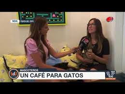 Buen día Uruguay - Un café para gatos 12 de Enero de 2018 - YouTube