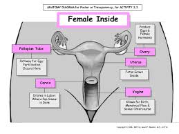Male Female Reproductive System