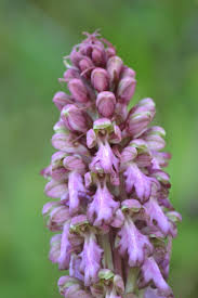 Himantoglossum robertianum - Wikipedia