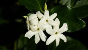 national flower of the philippines