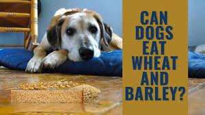 dogs eat wheat is barley safe for dogs