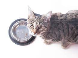 Combien de temps un chat peut-il rester sans manger ? - Chatounette