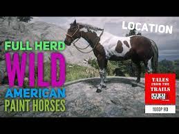 Herd Of Wild American Paint Horses