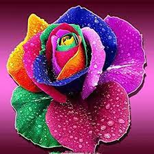 90 Pcs Colorful Rose Rare Color Rainbow Flower Beautifying Garden Flowers :  Green : Amazon.in: Garden & Outdoors