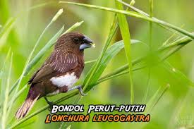 Seperti yang sudah dijelaskan sebelumnya bahwa burung ini memiliki banyak sekali jenis jenisnya. Super Cantik 25 Jenis Finch Asli Indonesia Gaco Gacor