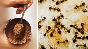 natural ways to get rid of ants in your