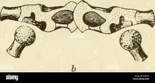 The Batrachia of North America. Amphibians. Sliould«;r (.'iriUcs of  Aniir.i. Fig. o of the iircilcroiis type (Scaphinpiis holbroKki). Fig. b.  Itana tern, poraria, tadpole with Imildiiig Imibw. Fig. c, do., adult,