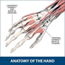 sudden acute hand injuries florida