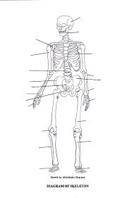 Labeled Skeletal System Diagram Skeletal System Human