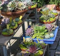 Succulent Container Gardens Container