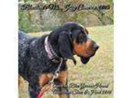 🐶 find dogs and puppies locally for sale or adoption in penticton : View Ad Bluetick Coonhound Puppy For Sale Near West Virginia Pipestem Usa Adn 04574918223