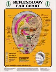 Free Printable Reflexology Charts Reflexology Ear Chart