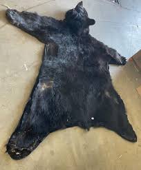 bear rug w head and claws 5 5 foot