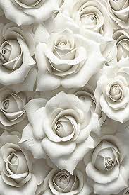 white rose wallpaper images free