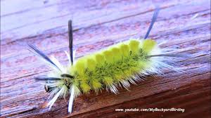 Beneath the long hair are numerous short poisonous spines that can cause severe irritation. Banded Tussock Moth Caterpillar Yellow Youtube