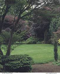 A Bold Border Of Trees And Shrubs