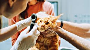 ocular eye herpes in cats a